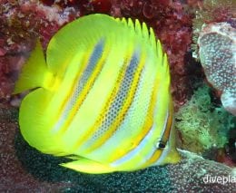 Butterflyfish rainfords butterflyfish chaetodon rainfordi her