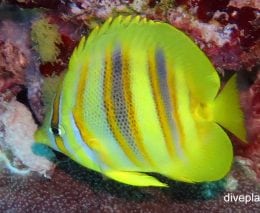 Butterflyfish rainfords butterflyfish chaetodon rainfordi her