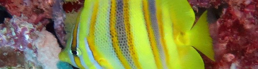 Rainfords Butterflyfish