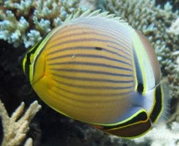 Butterflyfish redfin butterflyfish chaetodon lunulatus gbr replace image