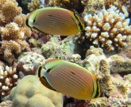 Butterflyfish redfin butterflyfish chaetodon lunulatus pal pair