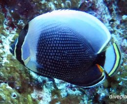 Butterflyfish retriculated butterflyfish chaetodon reticulatus thl