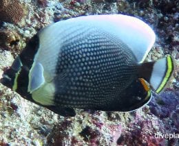 Butterflyfish retriculated butterflyfish chaetodon reticulatus thl