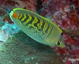 Butterflyfish spot banded butterflyfish chaetodon punctatofasciatus gbr