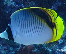 Butterflyfish spot nape butterflyfish chaetodon oxycephalus thl top