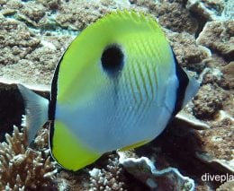 Butterflyfish teardrop butterflyfish chaetodon unimaculatus her