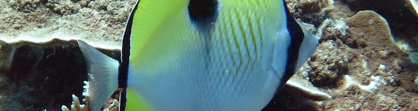 Teardrop Butterflyfish