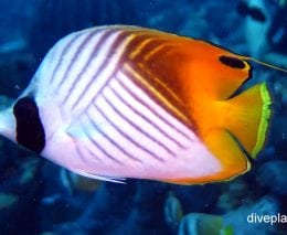 Butterflyfish threadfin butterflyfish chaetodon auriga thl