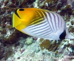 Butterflyfish threadfin butterflyfish chaetodon auriga upi