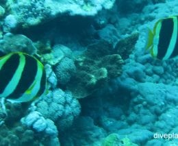 Butterflyfish three banded butterflyfish chaetodon tricinctus lhi