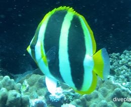 Butterflyfish three banded butterflyfish chaetodon tricinctus lhi