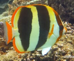 Butterflyfish three banded butterflyfish chaetodon tricinctus lhi