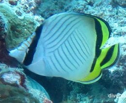 Butterflyfish vagabond butterflyfish chaetodon vagabundus gbr