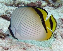 Butterflyfish vagabond butterflyfish chaetodon vagabundus upi