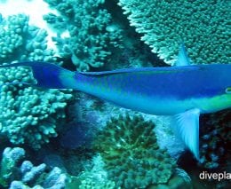 Parrotfish roundhead parrotfish chlorurus strongycephalus cki