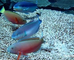 Parrotfish roundhead parrotfish chlorurus strongycephalus cki family