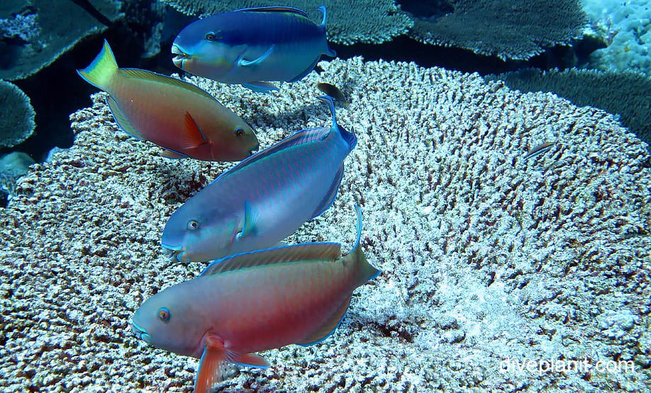 Parrotfish roundhead parrotfish chlorurus strongycephalus cki family