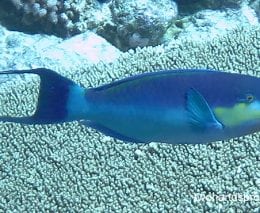 Parrotfish roundhead parrotfish chlorurus strongycephalus cki