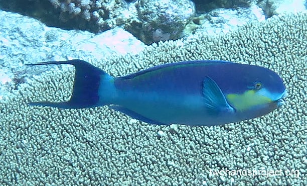 Parrotfish roundhead parrotfish chlorurus strongycephalus cki