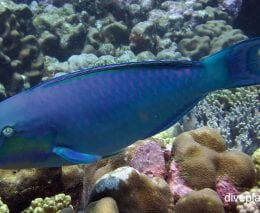 Parrotfish roundhead parrotfish chlorurus strongycephalus cki