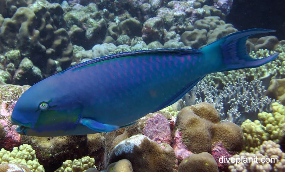 Parrotfish roundhead parrotfish chlorurus strongycephalus cki
