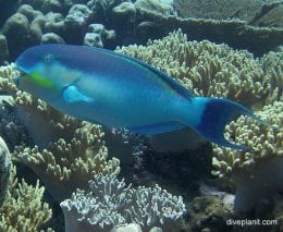 Parrotfish roundhead parrotfish chlorurus strongycephalus cki poster