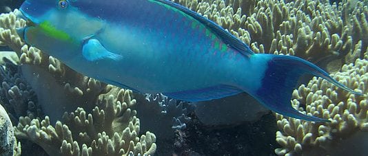 Roundhead Parrotfish