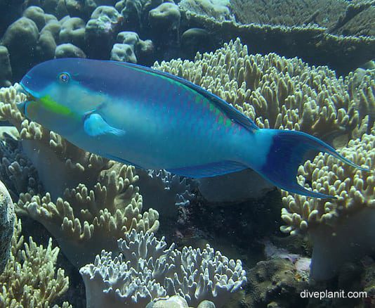 Parrotfish roundhead parrotfish chlorurus strongycephalus cki poster