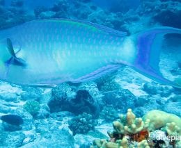 Parrotfish steephead parrotfish chlorurus microrhinus cki