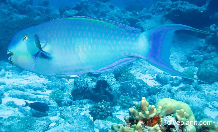 Parrotfish steephead parrotfish chlorurus microrhinus cki