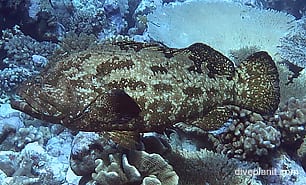 Rockcod grouper brown marbled grouper epinephelus fuscoguttatus cki