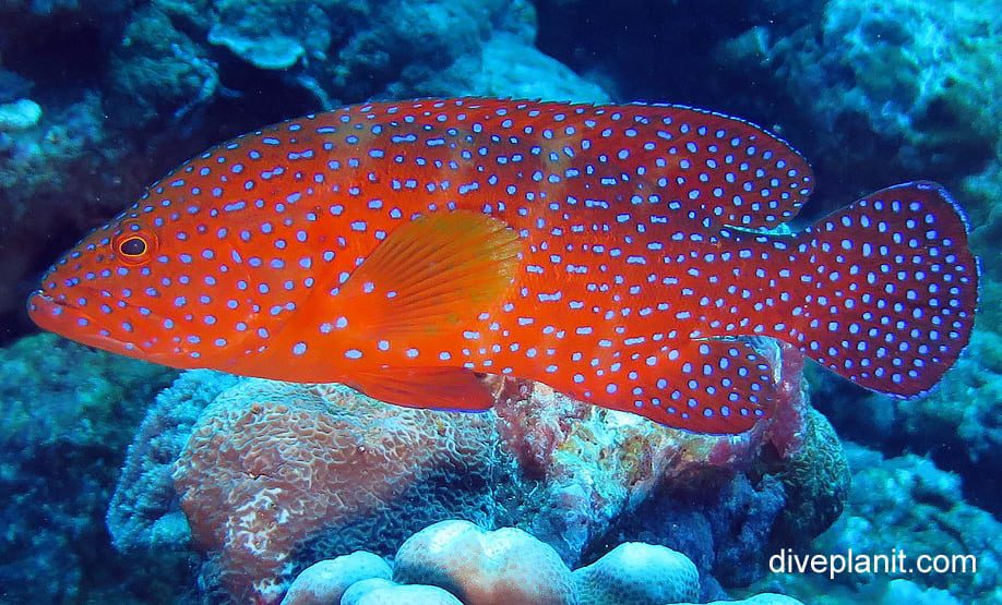 Rockcod grouper coral rockcod cephalopholis miniata ci