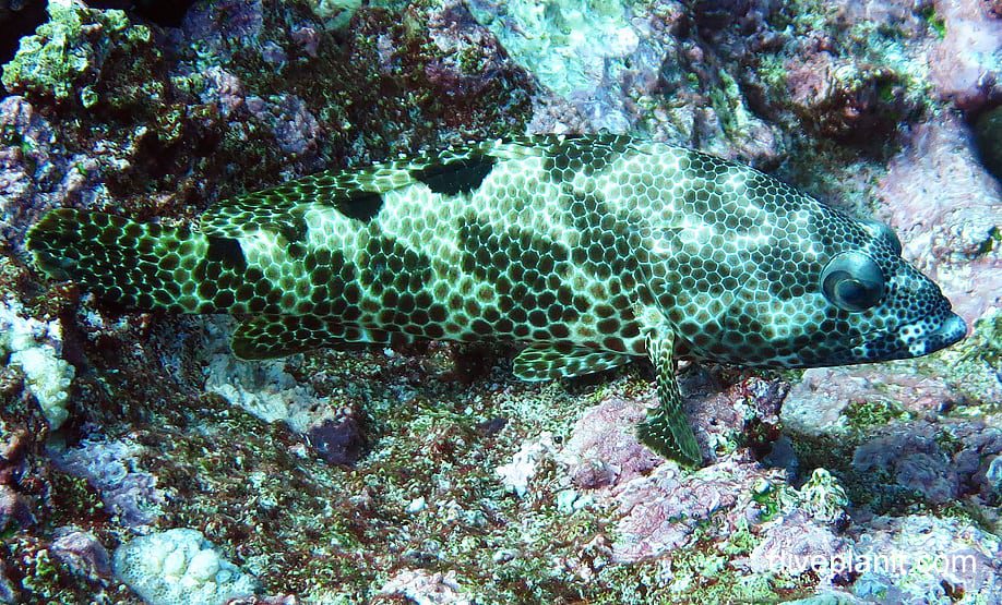Rockcod grouper foursaddle rockcod epinephelus spilotoceps ci