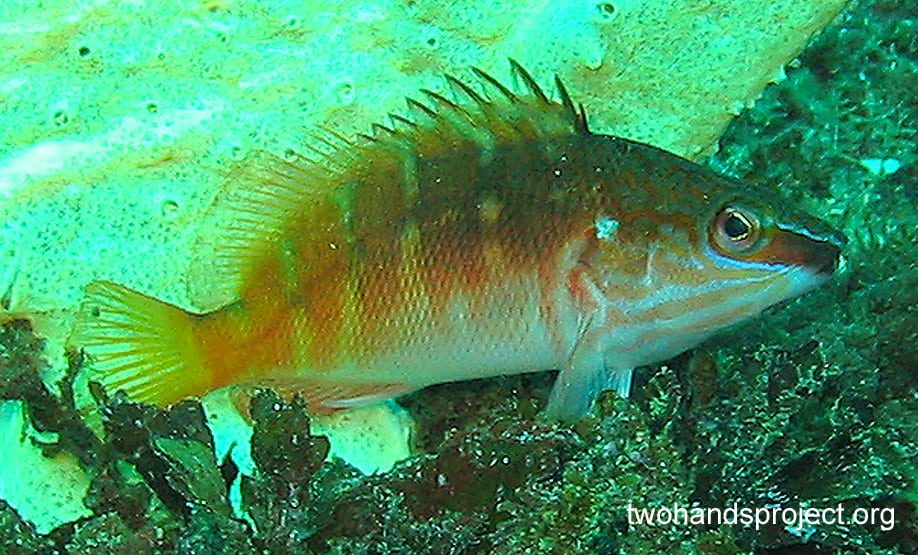 Rockcod grouper half banded seaperch hypoplectrodes maccullochii nsw hp