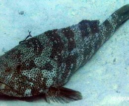 Rockcod grouper netfin grouper epinephelus miliaris gbr