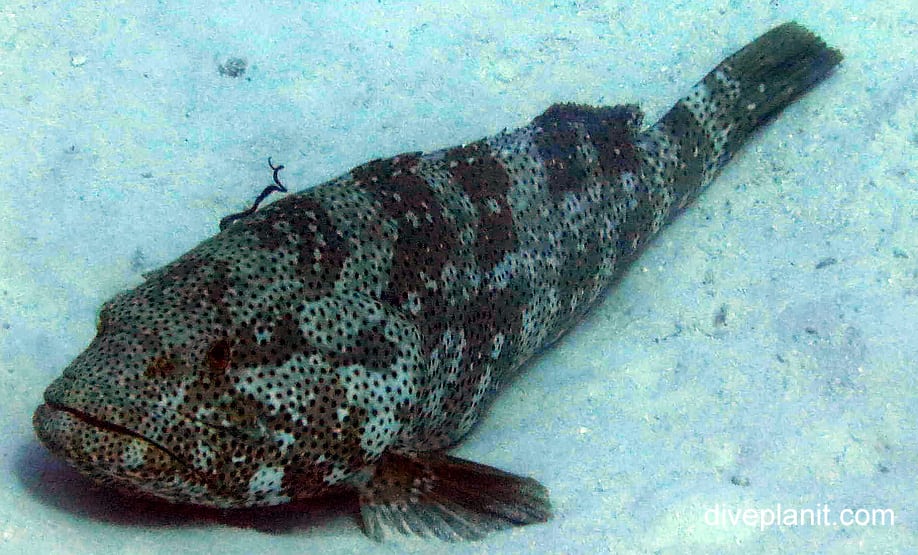 Rockcod grouper netfin grouper epinephelus miliaris gbr