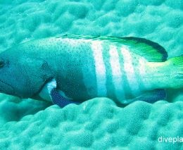 Rockcod grouper peacock rockcod cephalopholis argus ci