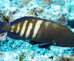 Rockcod grouper peacock rockcod cephalopholis argus cki