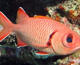 Soldierfish bigscale soldierfish myripristis berndti cki