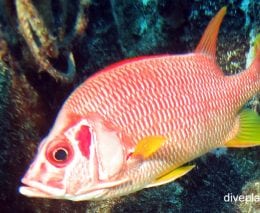 Squirrelfish giant squirrelfish sargoncentron spiniferum cki