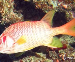 Squirrelfish giant squirrelfish sargoncentron spiniferum cki