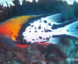 Wrasse lyretail hogfish bodeanus anthioides ci