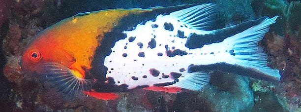 Lyretail Hogfish
