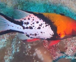 Wrasse lyretail hogfish bodeanus anthioides ci