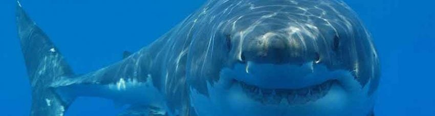 Great News for Shark Lovers – no WA shark cull