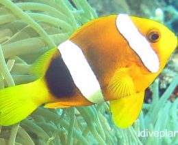 Anemonefish clarks anemonefish amphiprion clarki upi paler variant