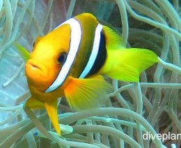 Anemonefish clarks anemonefish amphiprion clarki upi paler variant