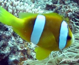 Anemonefish clarks anemonefish amphiprion clarki van yellow variation