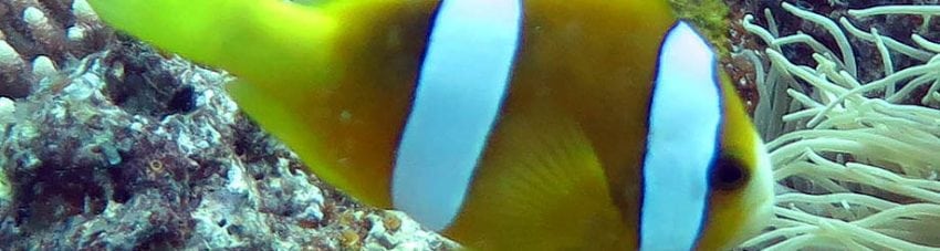 Clark’s Anemonefish (Yellow variation)