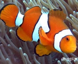 Anemonefish clown anemonefish from side amphiprion percula hon true or western